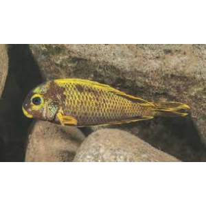 Tropheus Moorii Golden Kushangaza 3,5cm